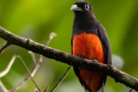 Baird's Trogon