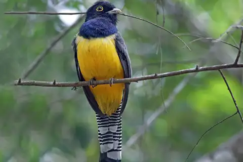 Gartered Trogon