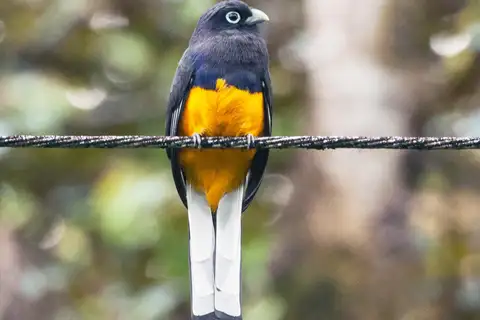White-tailed Trogon