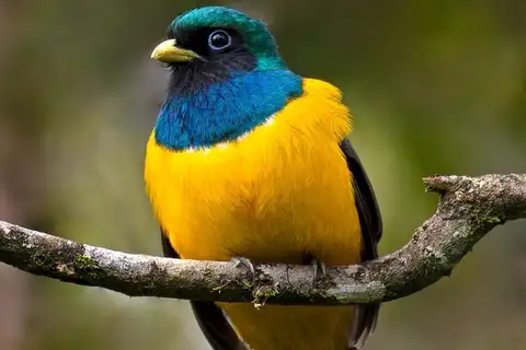Atlantic Black-throated Trogon