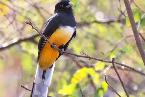 Citreoline Trogon