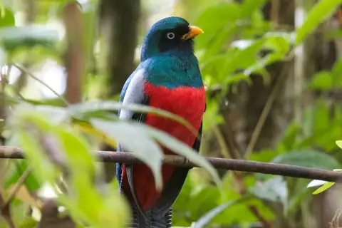 Lattice-tailed Trogon