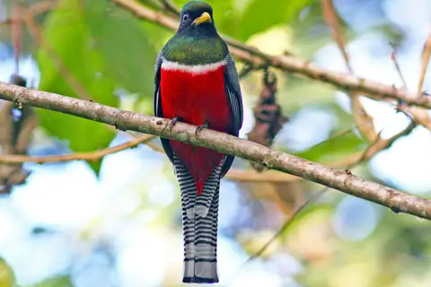Collared Trogon