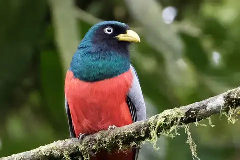 Choco Trogon