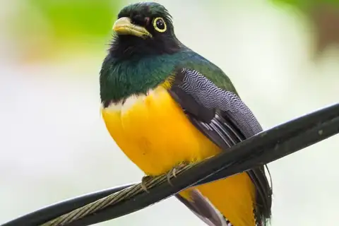 Choco Black-throated Trogon