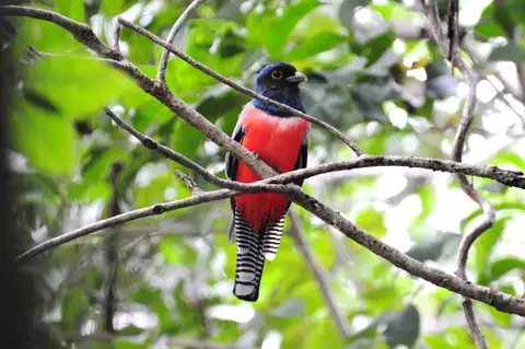 Blue-crowned Trogon
