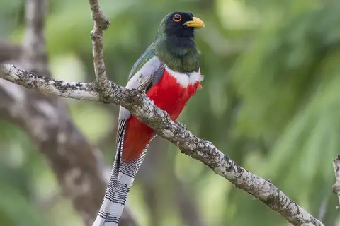 Elegant Trogon