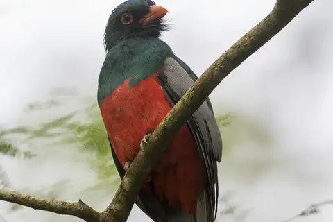 Slaty-tailed Trogon