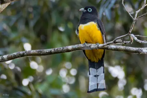Black-headed Trogon