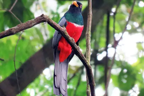 Black-tailed Trogon