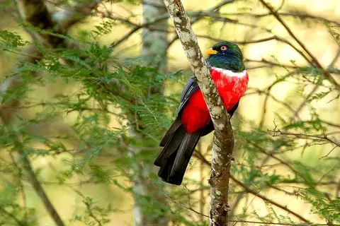 Ecuadorian Trogon
