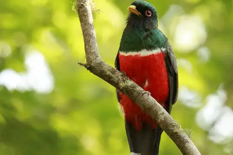 Mountain Trogon