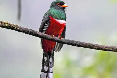 Masked Trogon