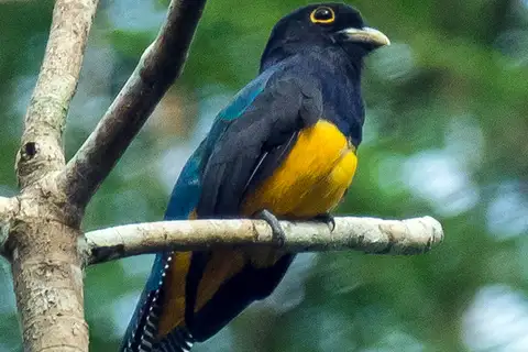 Amazonian Trogon