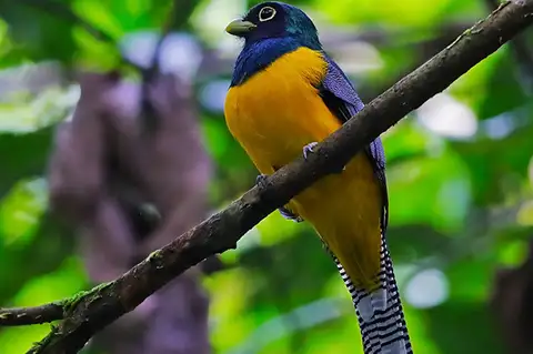 Amazonian Black-throated Trogon