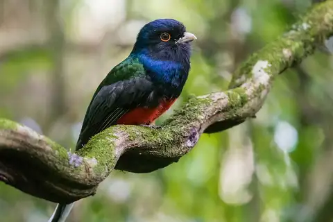 Surucua Trogon