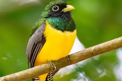 Graceful Black-throated Trogon