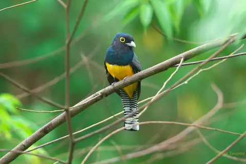 Guianan Trogon