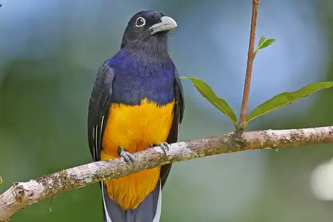 Green-backed Trogon