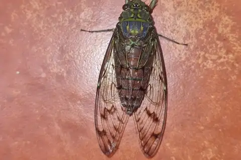 Trombonia pseudolinearis