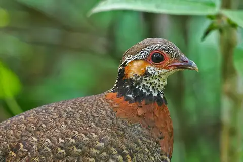 Chestnut-necklaced Partridge