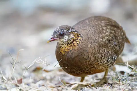 Green-legged Partridge