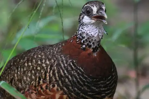 Sabah Partridge