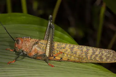 giant red-winged grasshopper