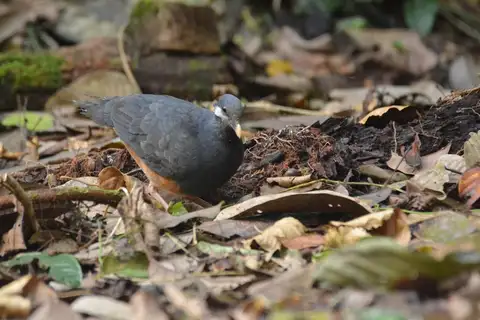 Thick-billed Ground Pigeon