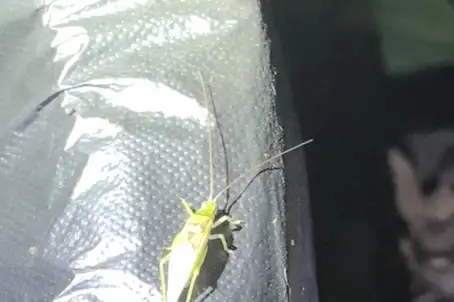 Truljalia citri