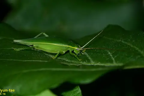 Green Tree Cricket