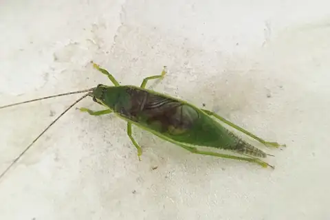 Truljalia tylacantha