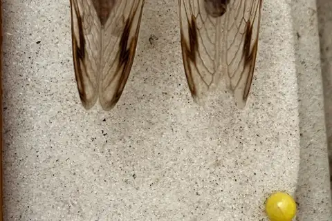 Honey Bullet