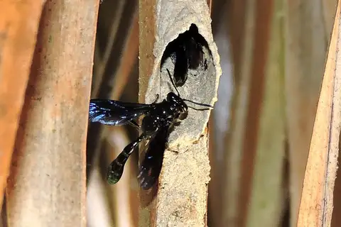 Organ-pipe Mud-dauber Wasp