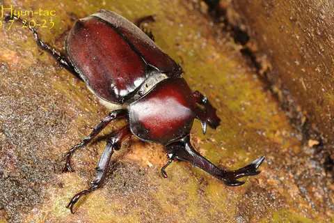 Japanese Rhinoceros Beetle
