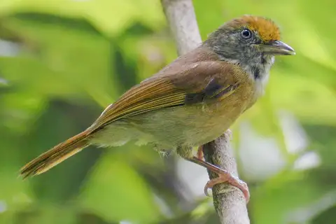 Ochre-crowned Greenlet