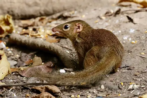 Northern Treeshrew