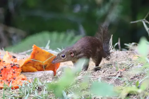 Common Treeshrew