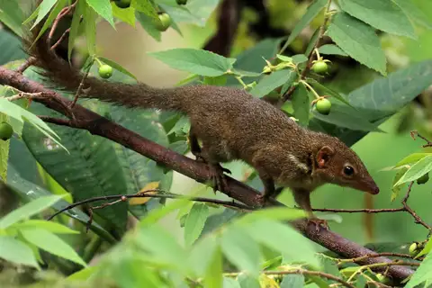 Horsfield's Treeshrew