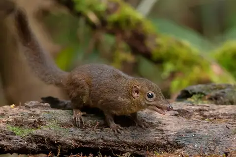 Mountain Treeshrew
