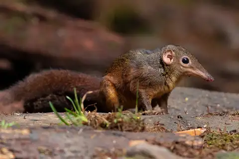Large Treeshrew