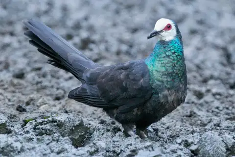 White-faced Cuckoo-Dove