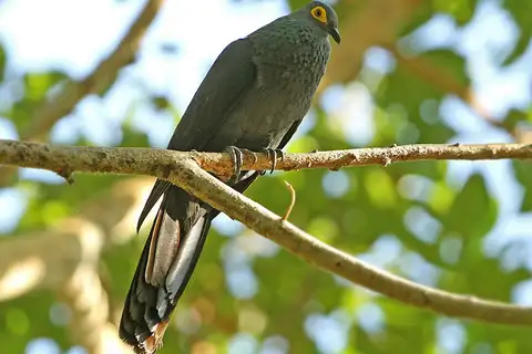 Black Cuckoo-Dove