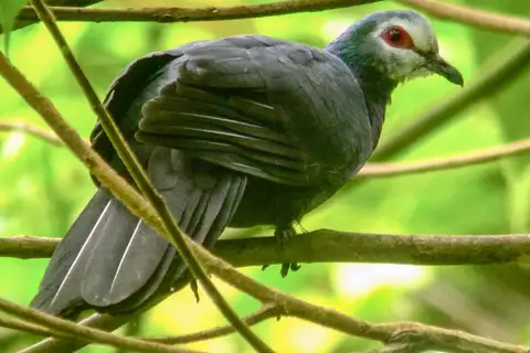 Sula Cuckoo-Dove