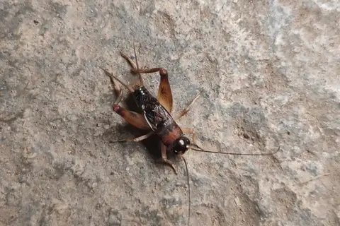 Turanogryllus rufoniger