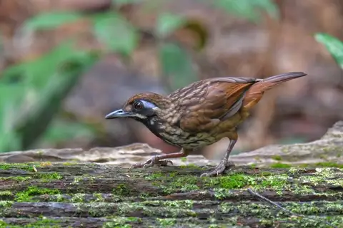 Black-throated Wren-Babbler