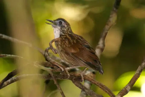 Large Wren-Babbler