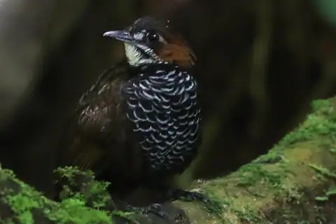 Marbled Wren-Babbler