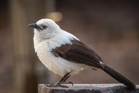 Southern Pied Babbler