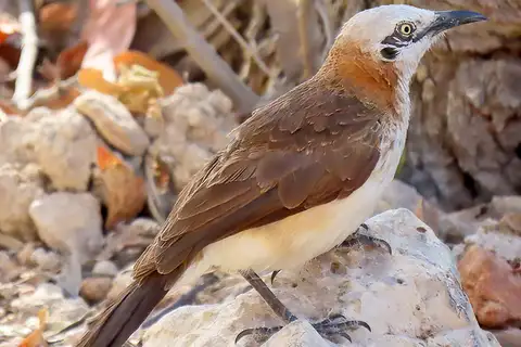 Bare-cheeked Babbler